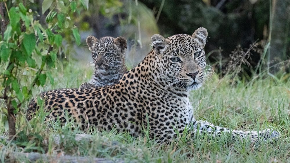 Africa-Kenya-Maasai Mara National Reserve Close-up of leopard mother and cub  art print by Jaynes Gallery for $57.95 CAD